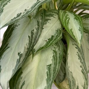 Meet your Posher, Maryam